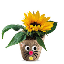 Load image into Gallery viewer, DIY ECO Flower Planting Kit